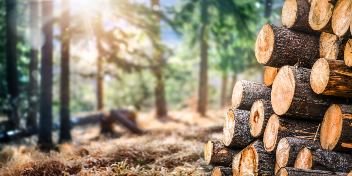 Where Can Wood Be Used in Sustainable Building Practices?